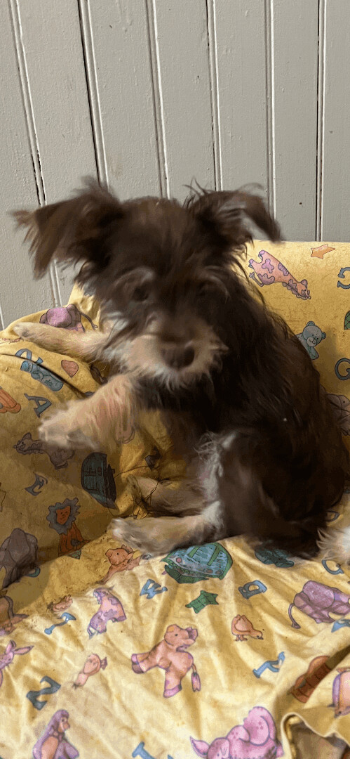 Mary Kate, a Adopted mixed breed in Westerly, RI image 3/5