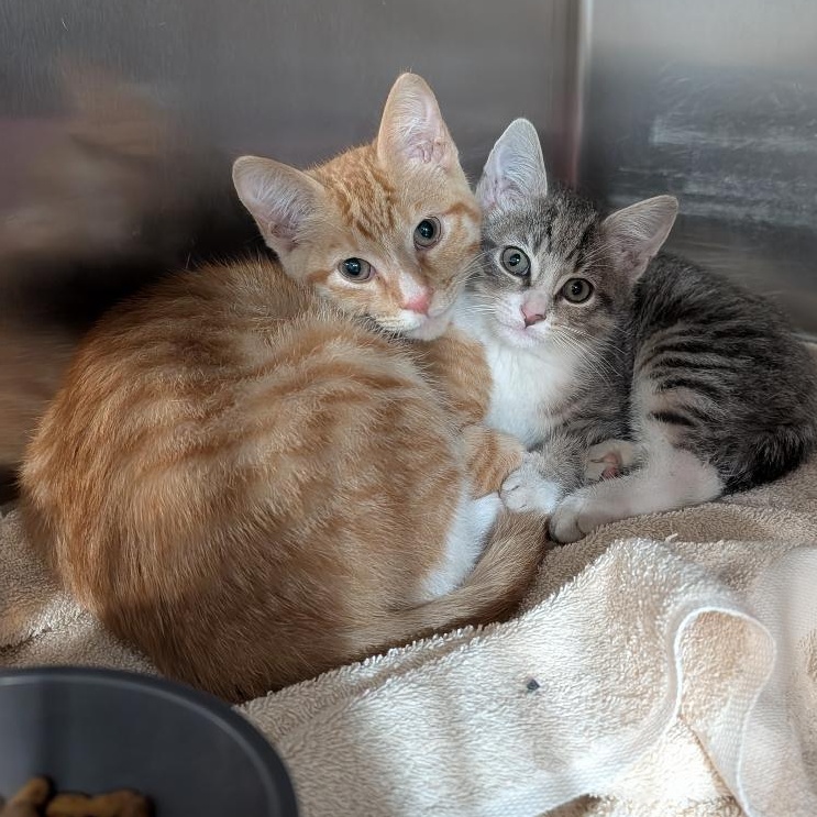 Enlarge Pete, a ADOPTABLE Domestic Short Hair in Reisterstown, MD image 3/4