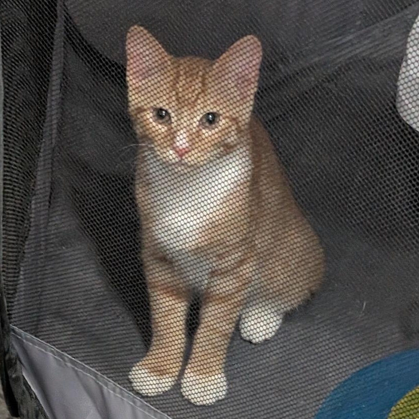 Pete, ADOPTABLE, Kitten Male Domestic Short Hair.