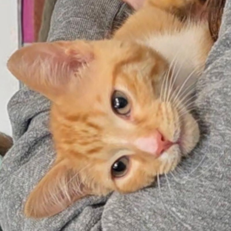 Enlarge Pete, a ADOPTABLE Domestic Short Hair in Reisterstown, MD image 2/4