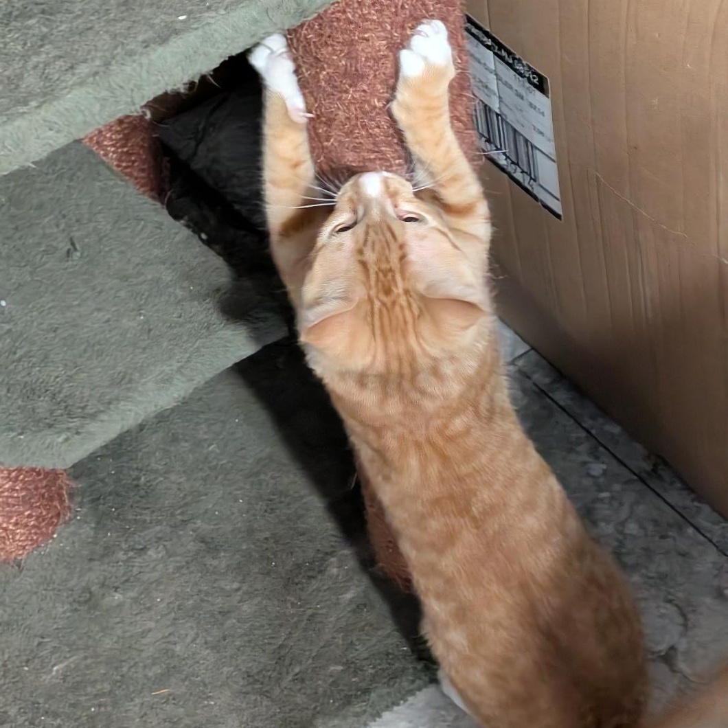 Enlarge Pete, a ADOPTABLE Domestic Short Hair in Reisterstown, MD image 6/6