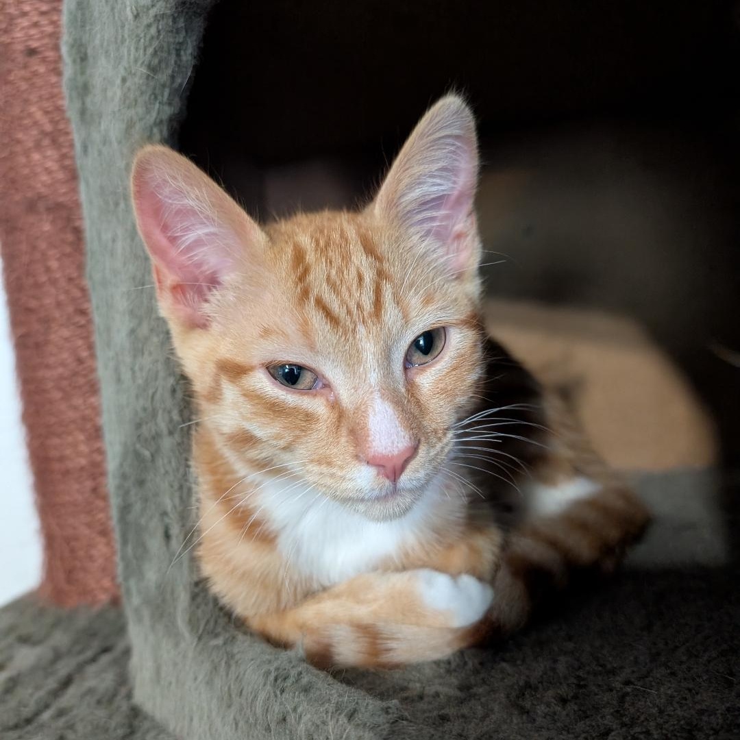 Pete, ADOPTABLE, Kitten Male Domestic Short Hair.