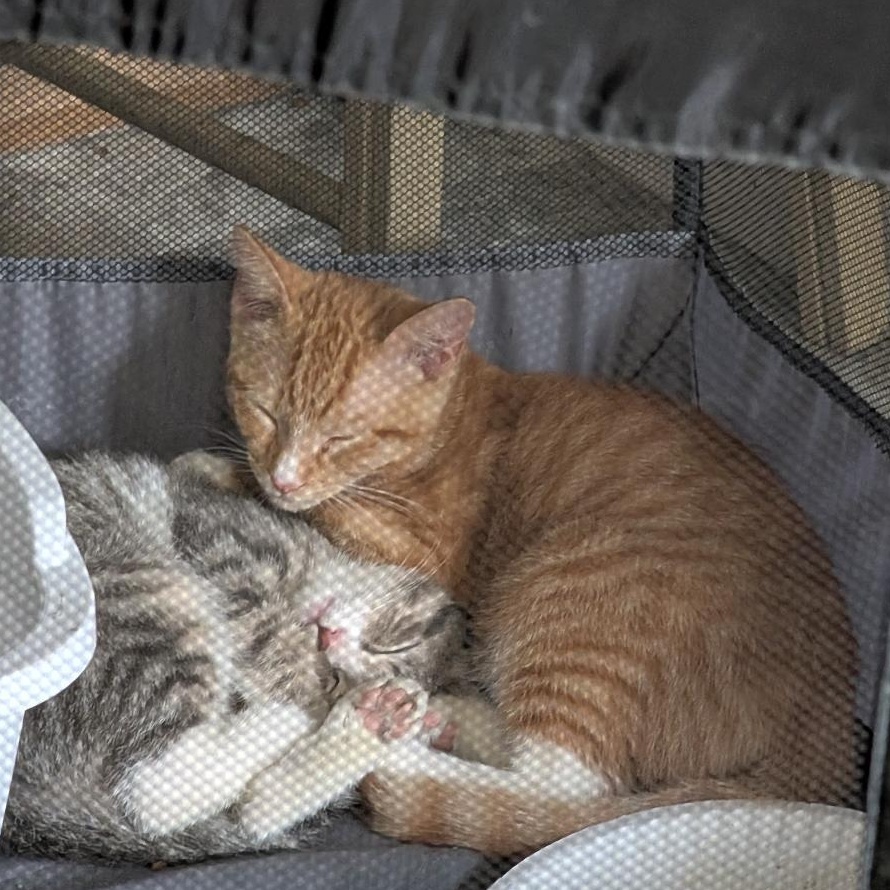 Enlarge Pete, a ADOPTABLE Domestic Short Hair in Reisterstown, MD image 3/6