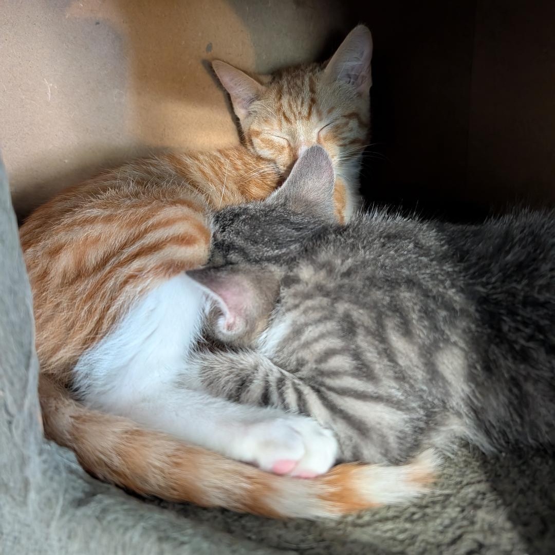 Enlarge Pete, a ADOPTABLE Domestic Short Hair in Reisterstown, MD image 4/4