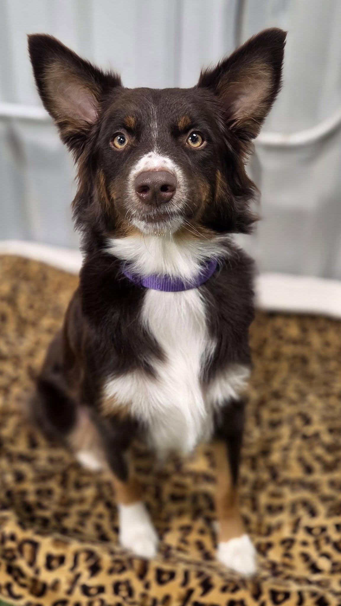 Enlarge Lillith, an adopted Australian Shepherd in Racine, WI image 4/4
