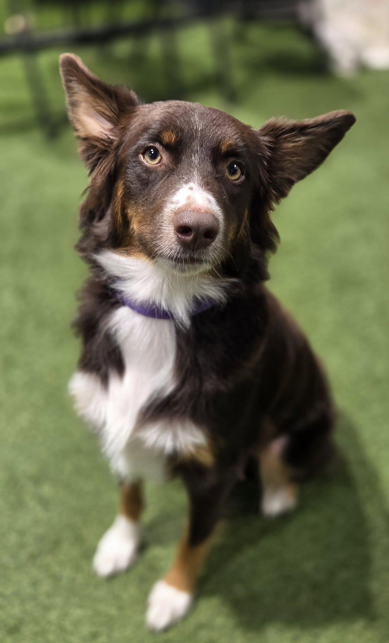 Enlarge Lillith, an adopted Australian Shepherd in Racine, WI image 2/4