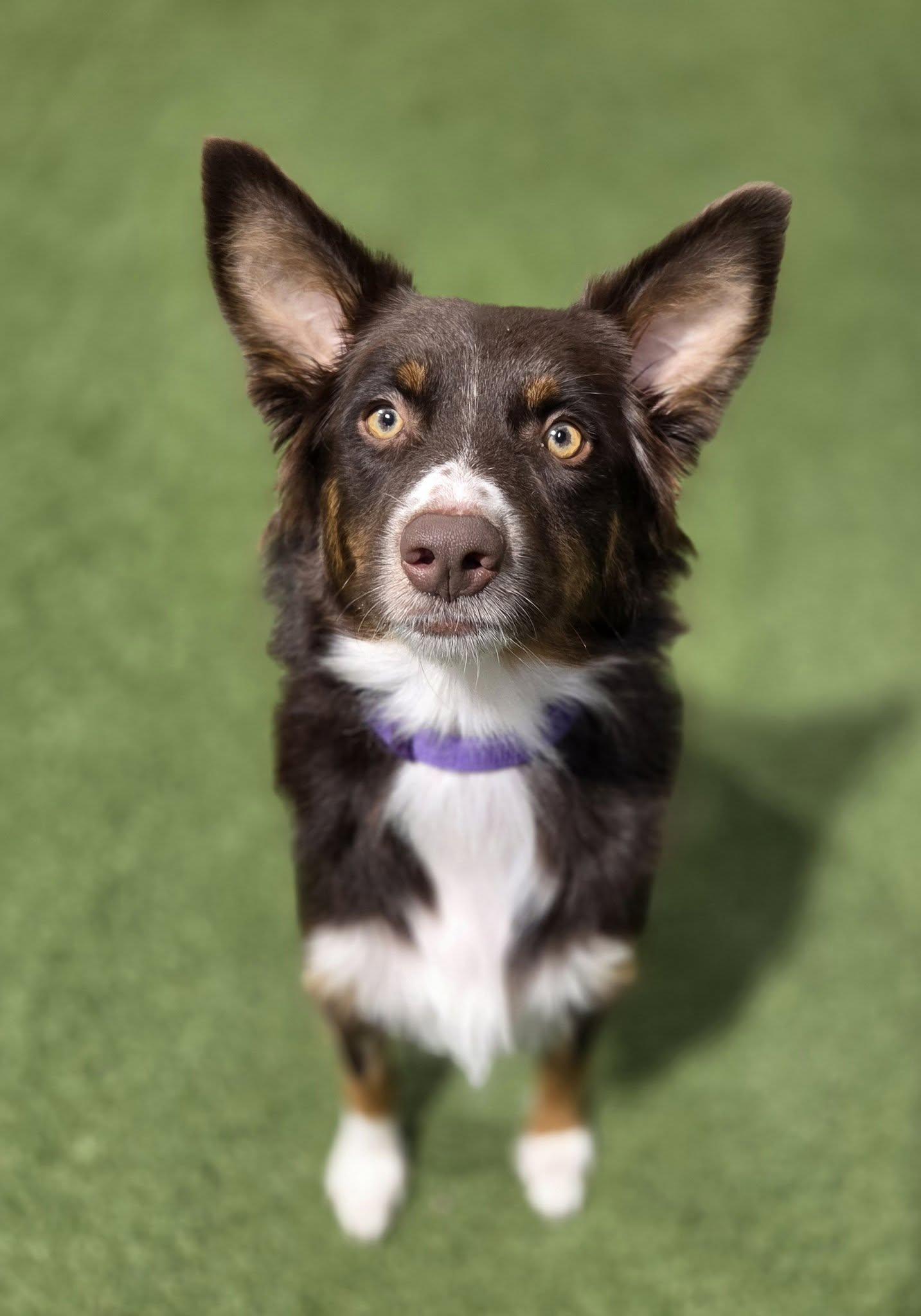 Enlarge Lillith, an adopted Australian Shepherd in Racine, WI image 3/4