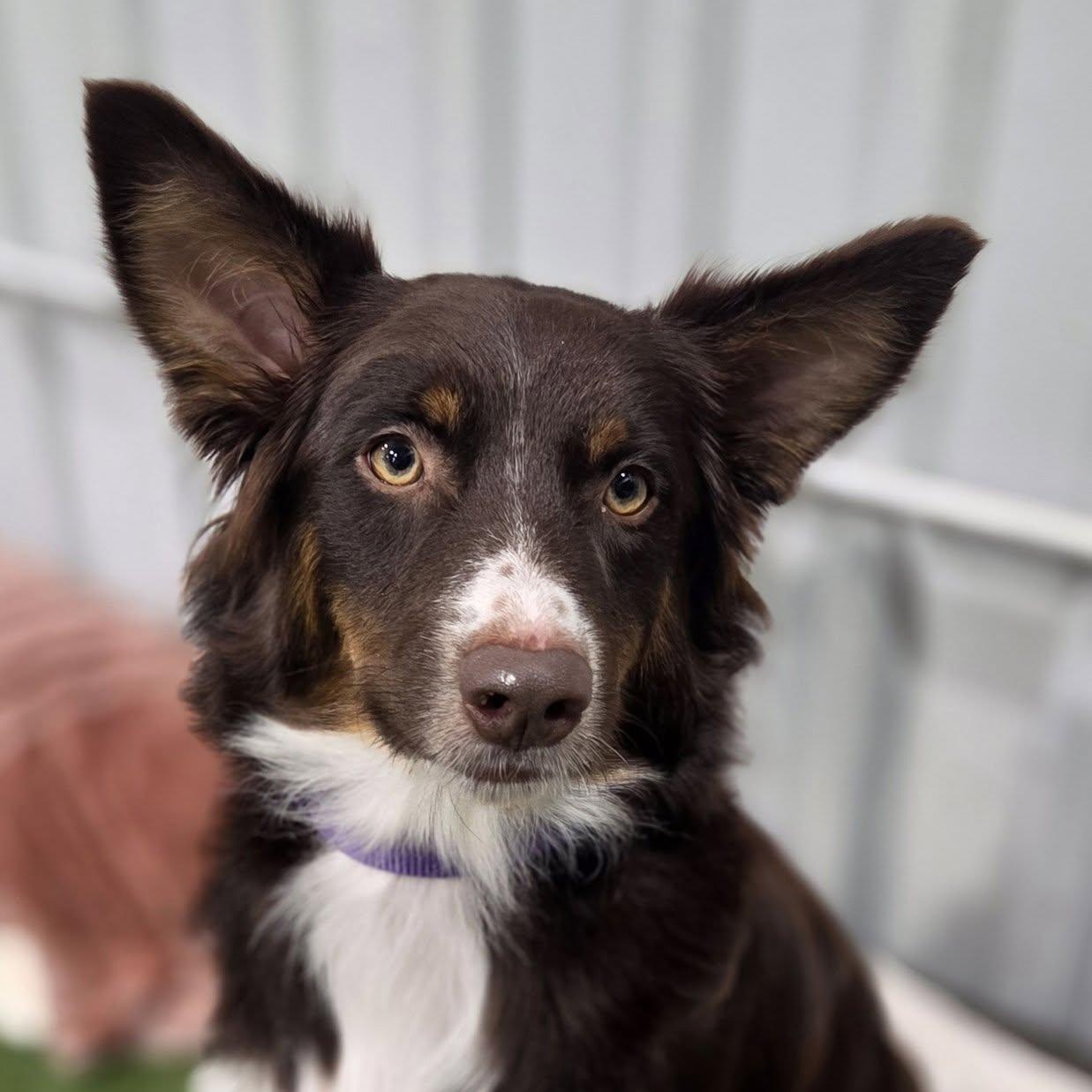 Enlarge Lillith, an adopted Australian Shepherd in Racine, WI image 1/4