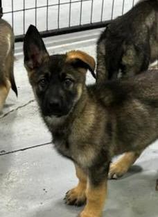 Enlarge Jett, a ADOPTABLE mixed breed in Brunswick, OH image 2/6