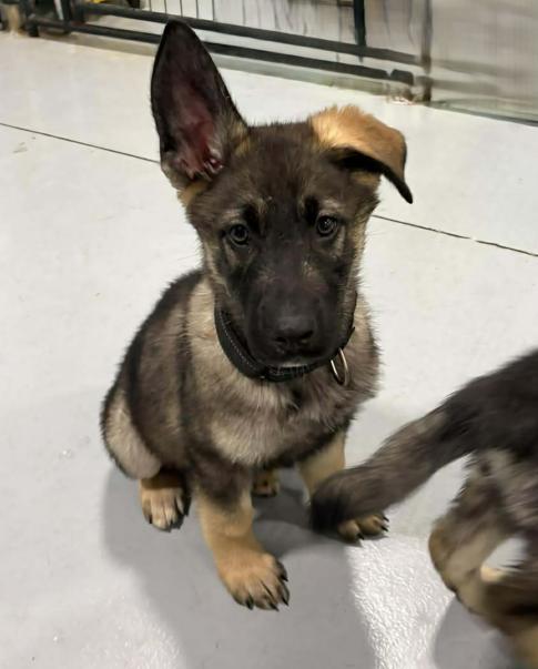 Jett, ADOPTABLE, Puppy Male German Shepherd Dog & Siberian Husky.