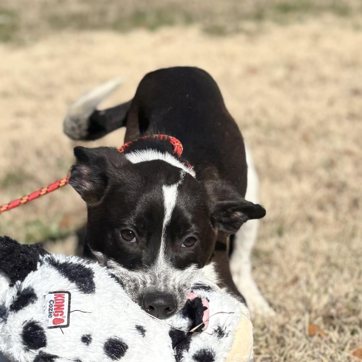 Everly, Adoptable, Puppy Female Australian Cattle Dog / Blue Heeler & Labrador Retriever.
