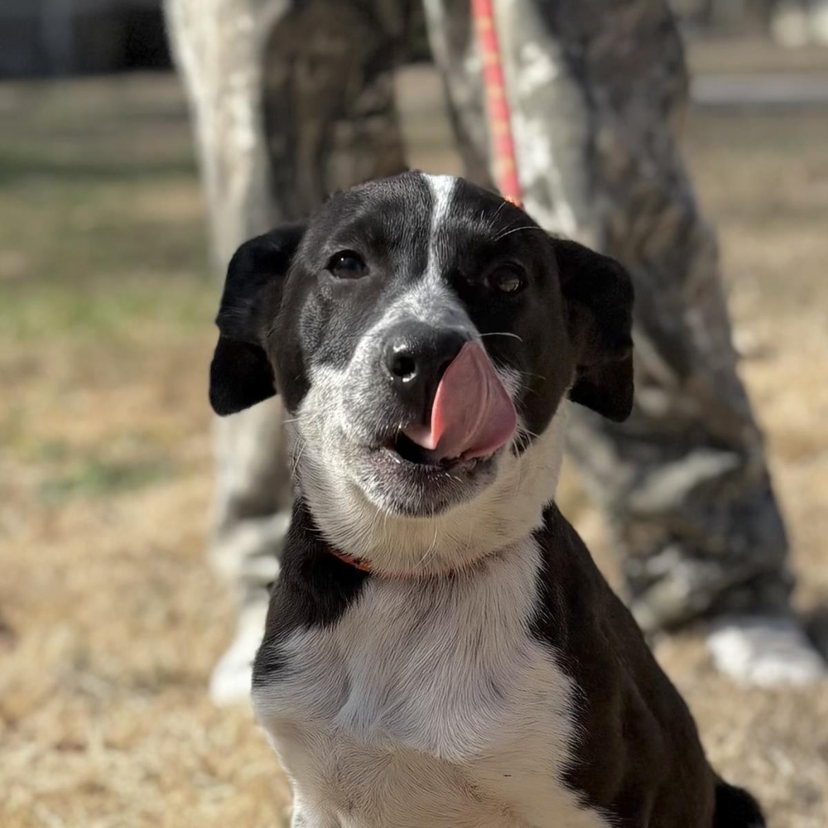 Enlarge Everly, a Adoptable mixed breed in Locust Fork, AL image 3/3