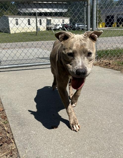 Enlarge Margles, a Adoptable mixed breed in Dinwiddie, VA image 2/2