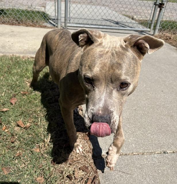 Margles, Adoptable, Adult Female Pit Bull Terrier.