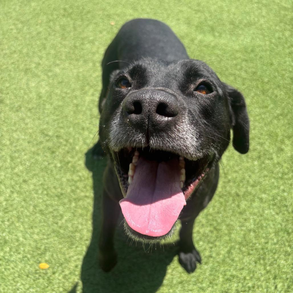Ricky Bobby, a Adoptable Black Labrador Retriever in Chattanooga, TN image 1/6