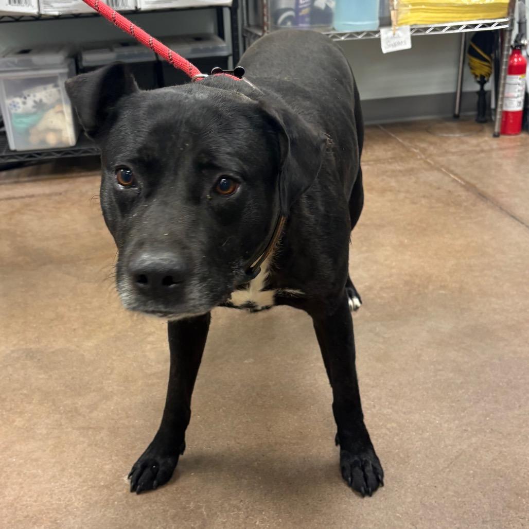 Ricky Bobby, a Adoptable Black Labrador Retriever in Chattanooga, TN image 2/6