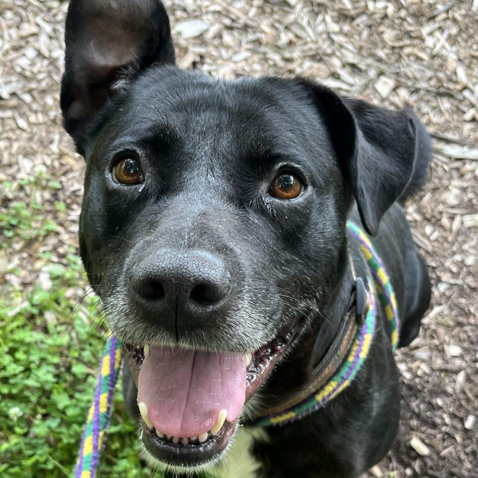 Ricky Bobby, a Adoptable Black Labrador Retriever in Chattanooga, TN image 3/6