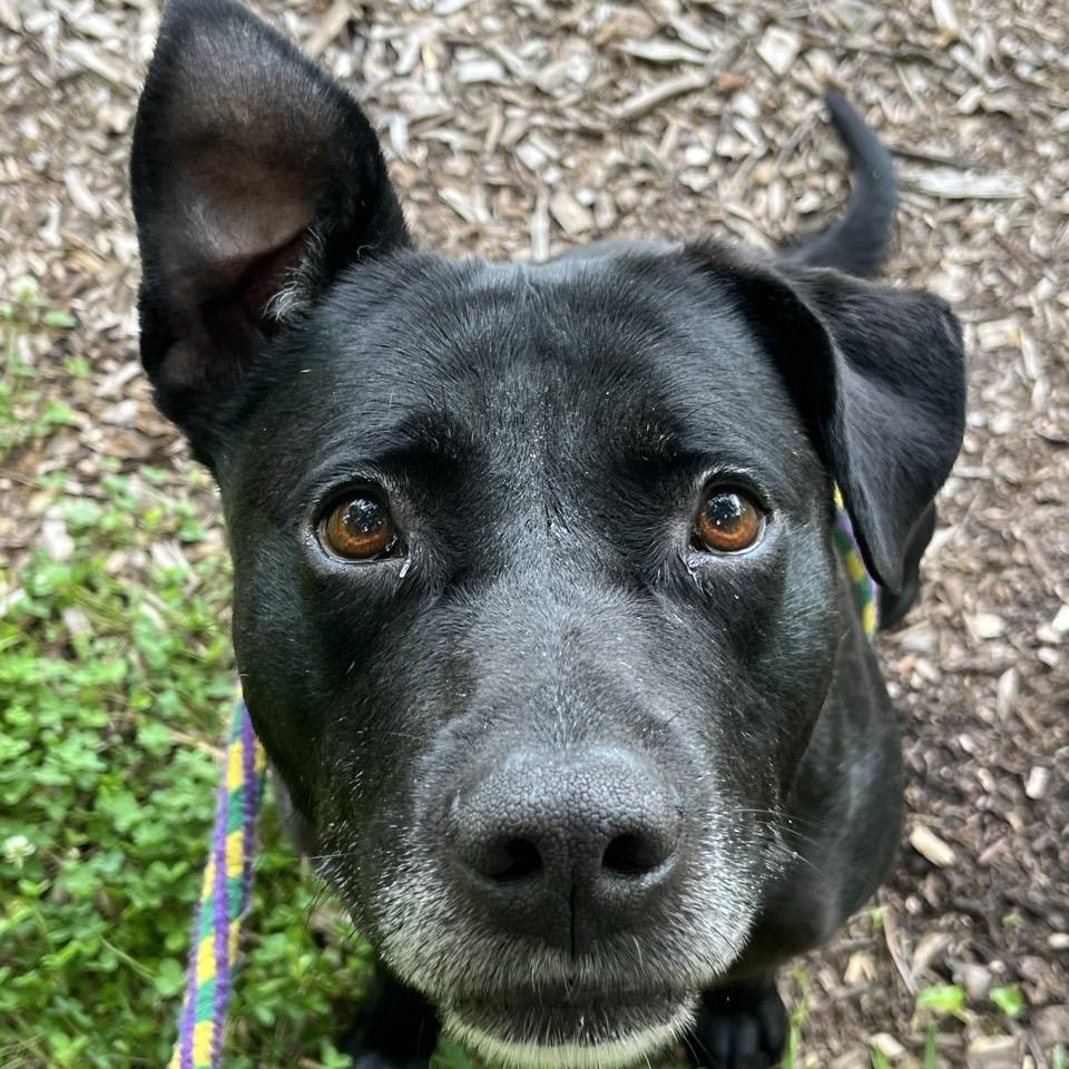 Ricky Bobby, a Adoptable Black Labrador Retriever in Chattanooga, TN image 4/6