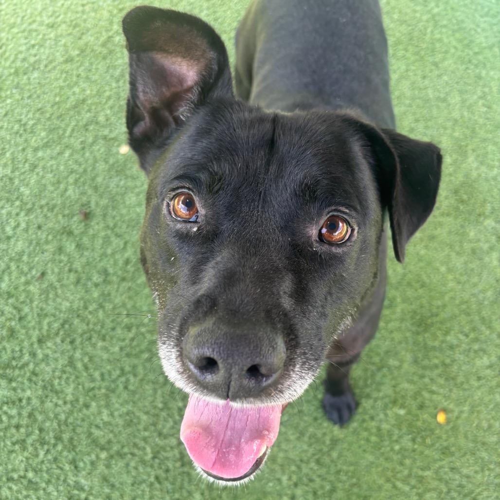 Ricky Bobby, a Adoptable Black Labrador Retriever in Chattanooga, TN image 5/6