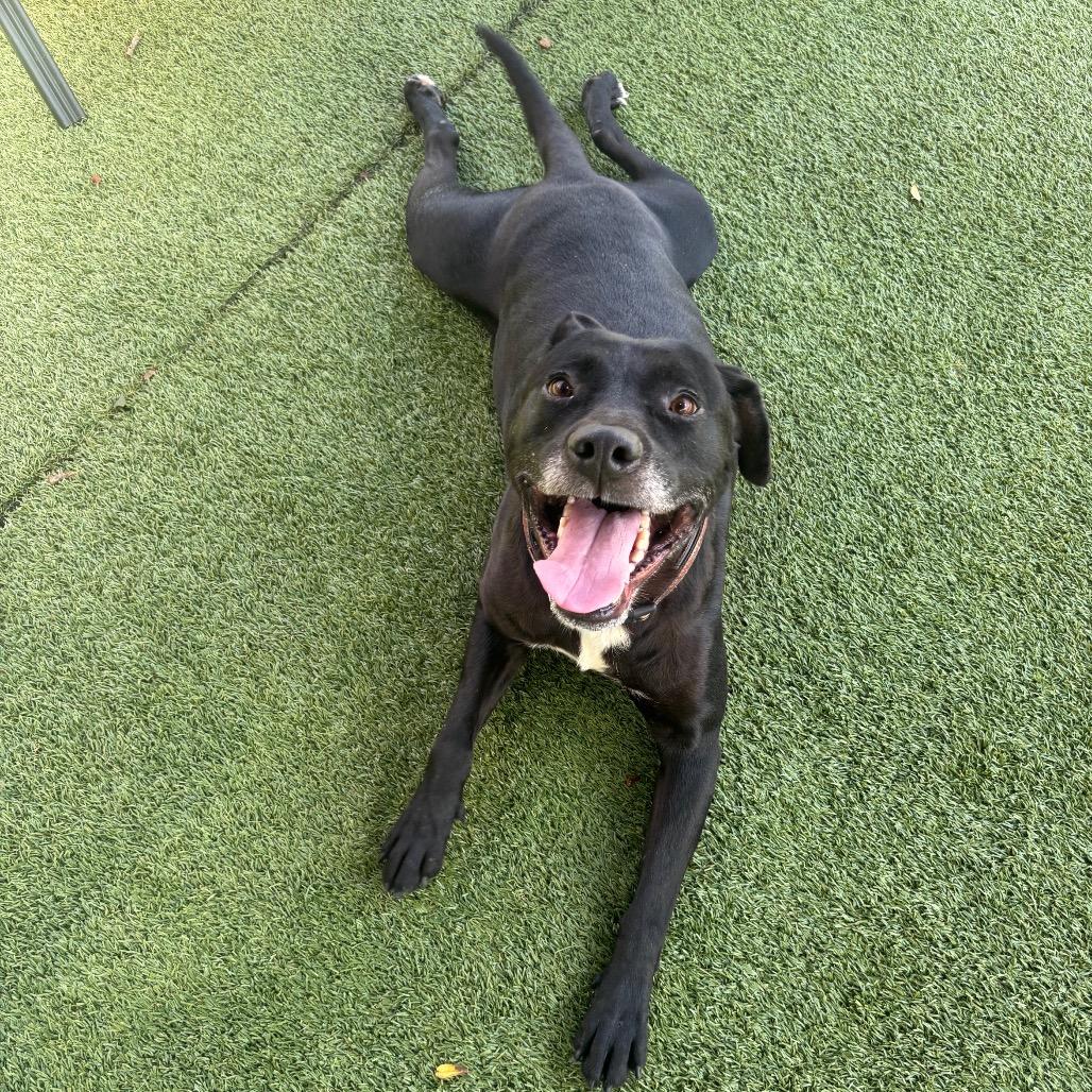 Ricky Bobby, a Adoptable Black Labrador Retriever in Chattanooga, TN image 6/6