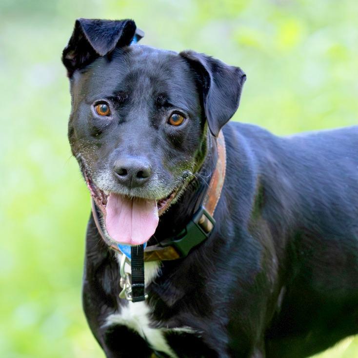 Enlarge Ricky Bobby, a Adoptable Black Labrador Retriever in Chattanooga, TN image 6/6