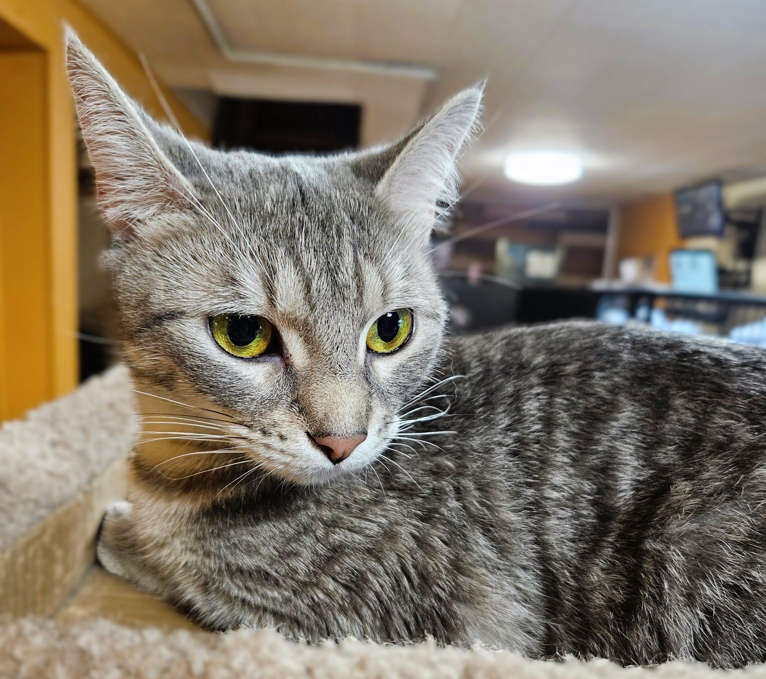 Enlarge Topaz, a ADOPTABLE mixed breed in Rocky Hill, CT image 3/6