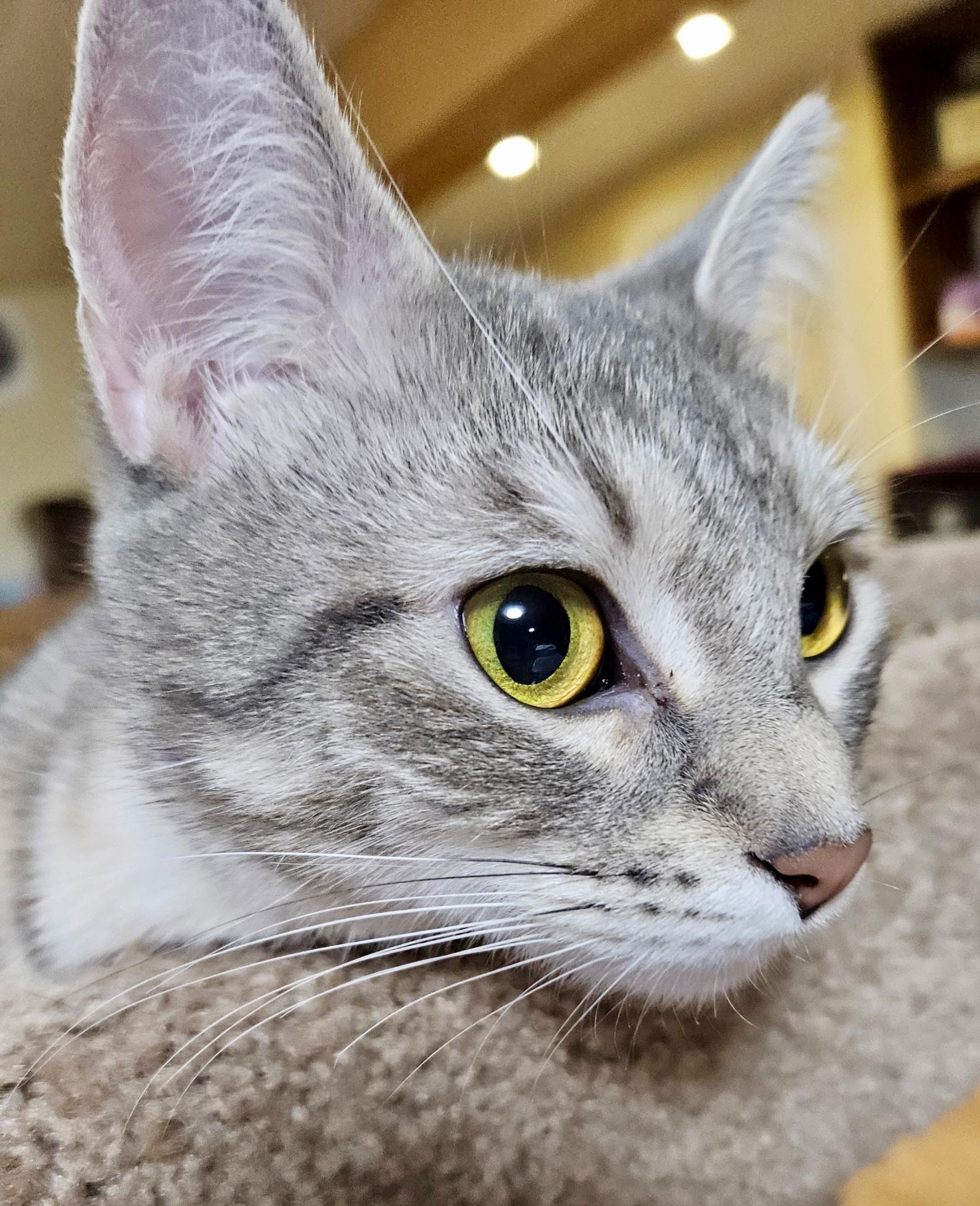 Enlarge Topaz, a ADOPTABLE mixed breed in Rocky Hill, CT image 2/6