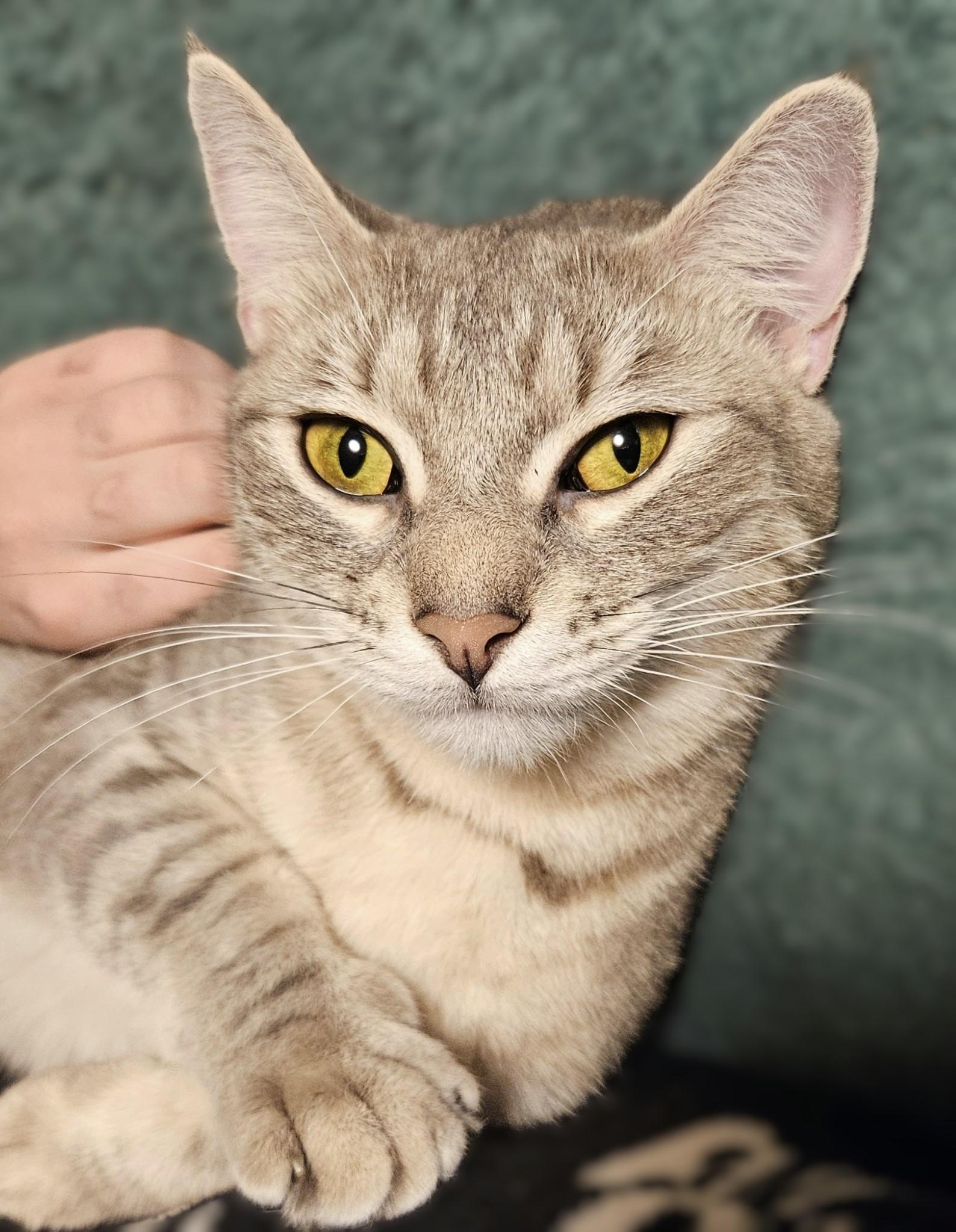 Enlarge Topaz, a ADOPTABLE mixed breed in Rocky Hill, CT image 6/6