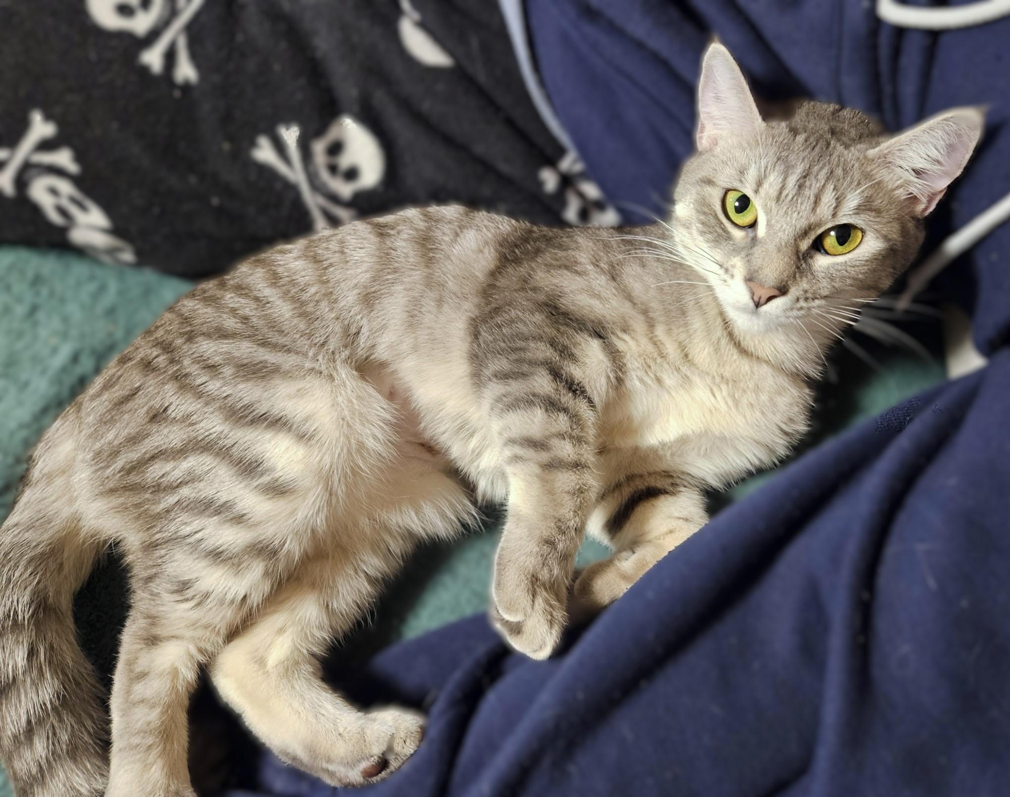 Enlarge Topaz, a ADOPTABLE mixed breed in Rocky Hill, CT image 5/6