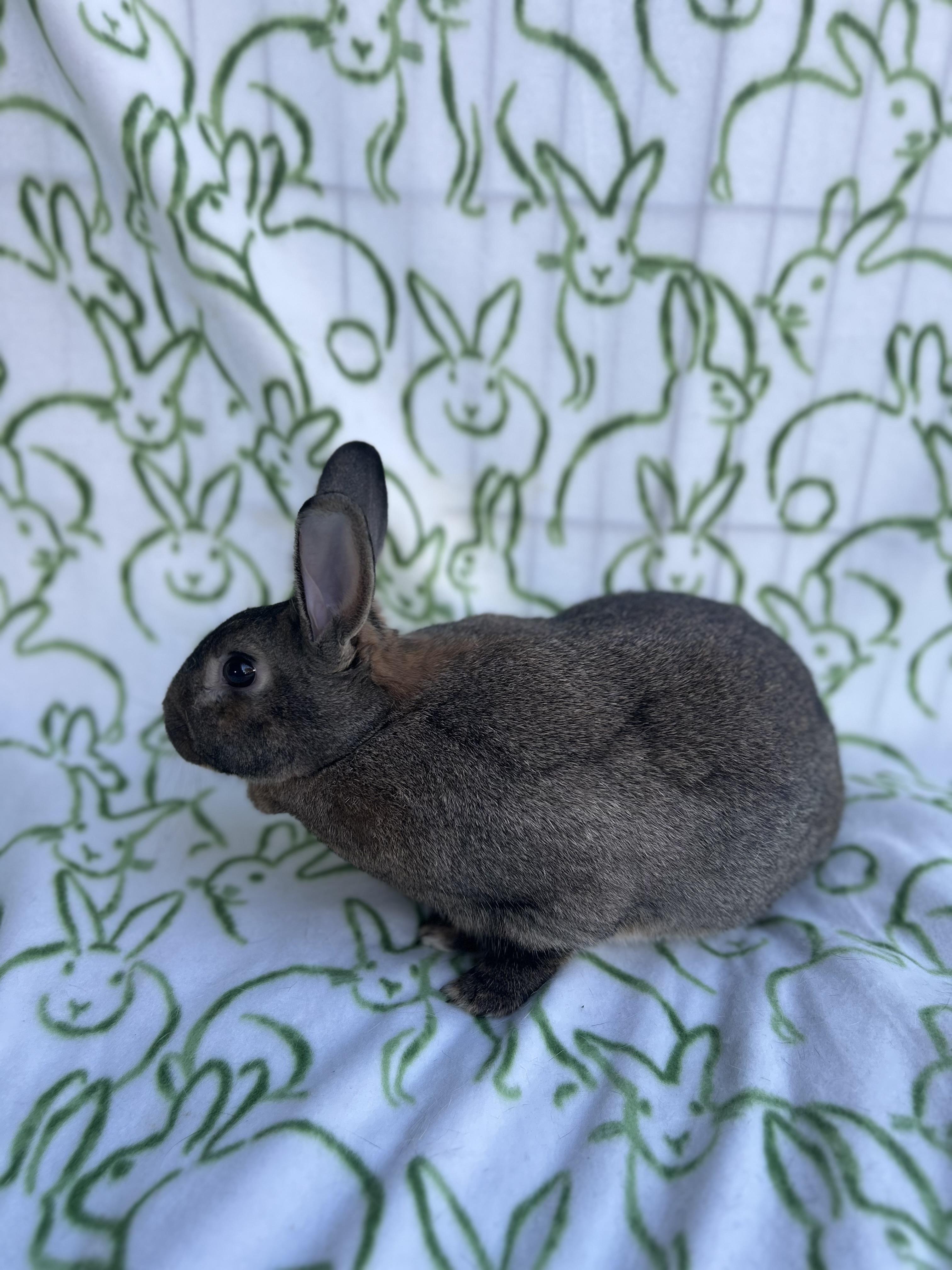 Breeze, a ADOPTABLE mixed breed in Bishopville, SC image 3/3