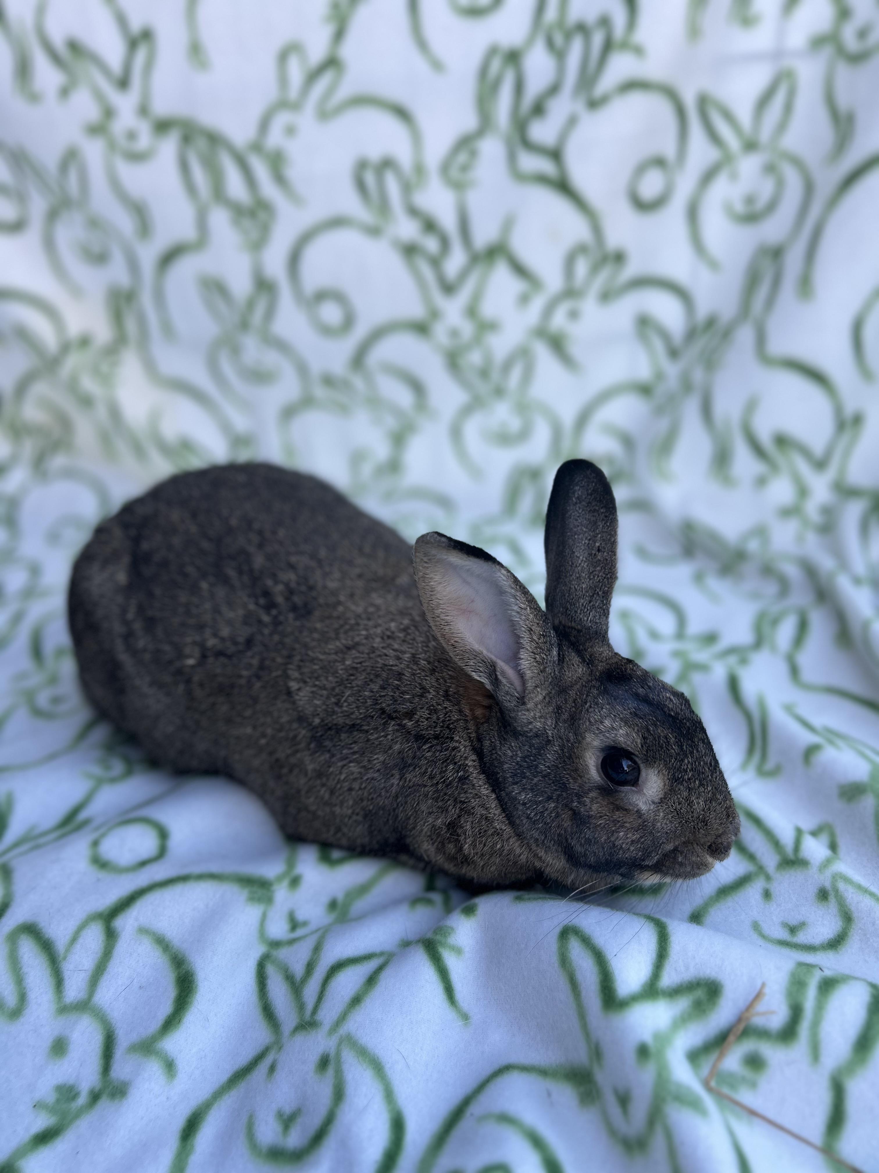 Breeze, ADOPTABLE, Adult Female Bunny Rabbit.