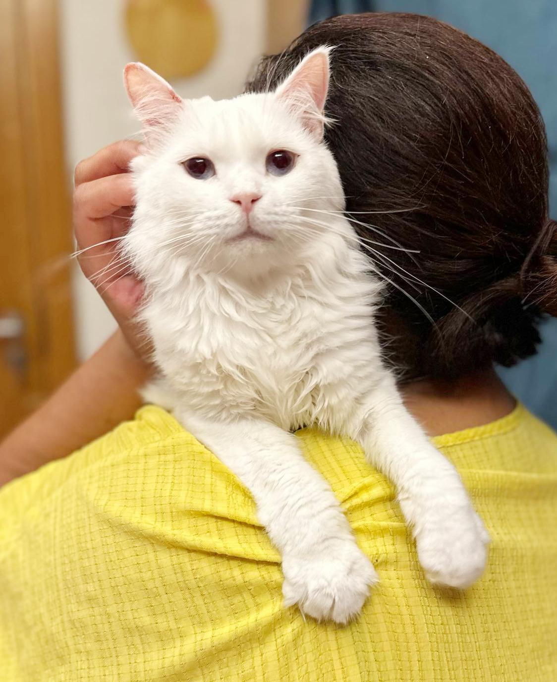 Mr Darcy Is A thumbnail 4