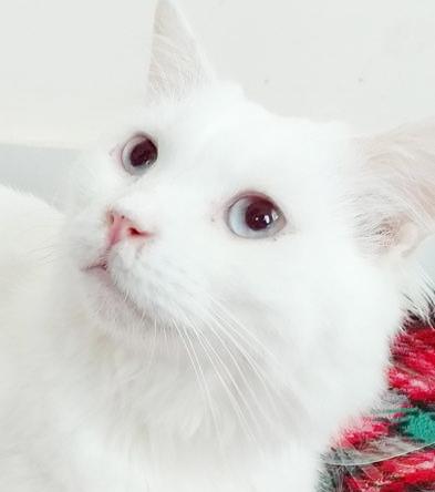 Mr Darcy Is A thumbnail 3