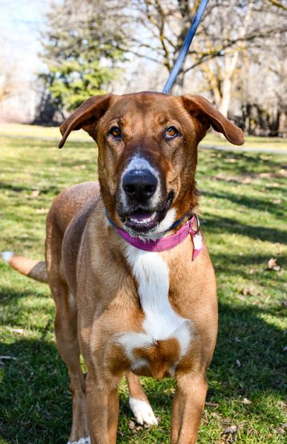 Wanda, Adoptable, Adult Female Hound & Retriever.