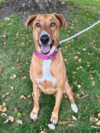 Enlarge Wanda, a Adoptable mixed breed in Yakima, WA image 2/3