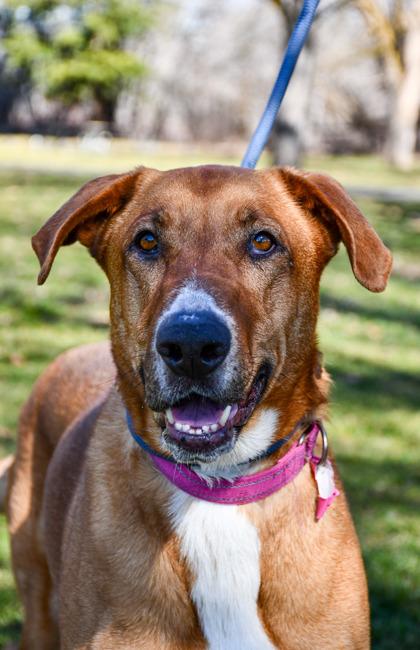 Wanda, Adoptable, Adult Female Hound & Retriever.