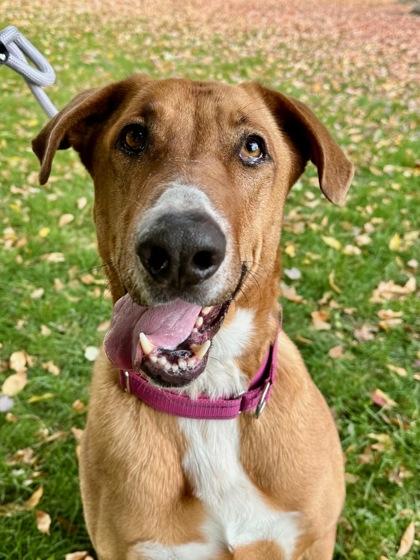 Wanda, a Adoptable mixed breed in Yakima, WA image 2/3