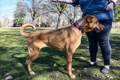 Enlarge Wanda, a Adoptable mixed breed in Yakima, WA image 3/3