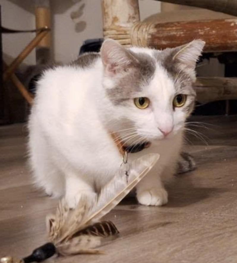 Lady Jane Grey, a Adoptable Domestic Short Hair in Los Angeles, CA image 2/3