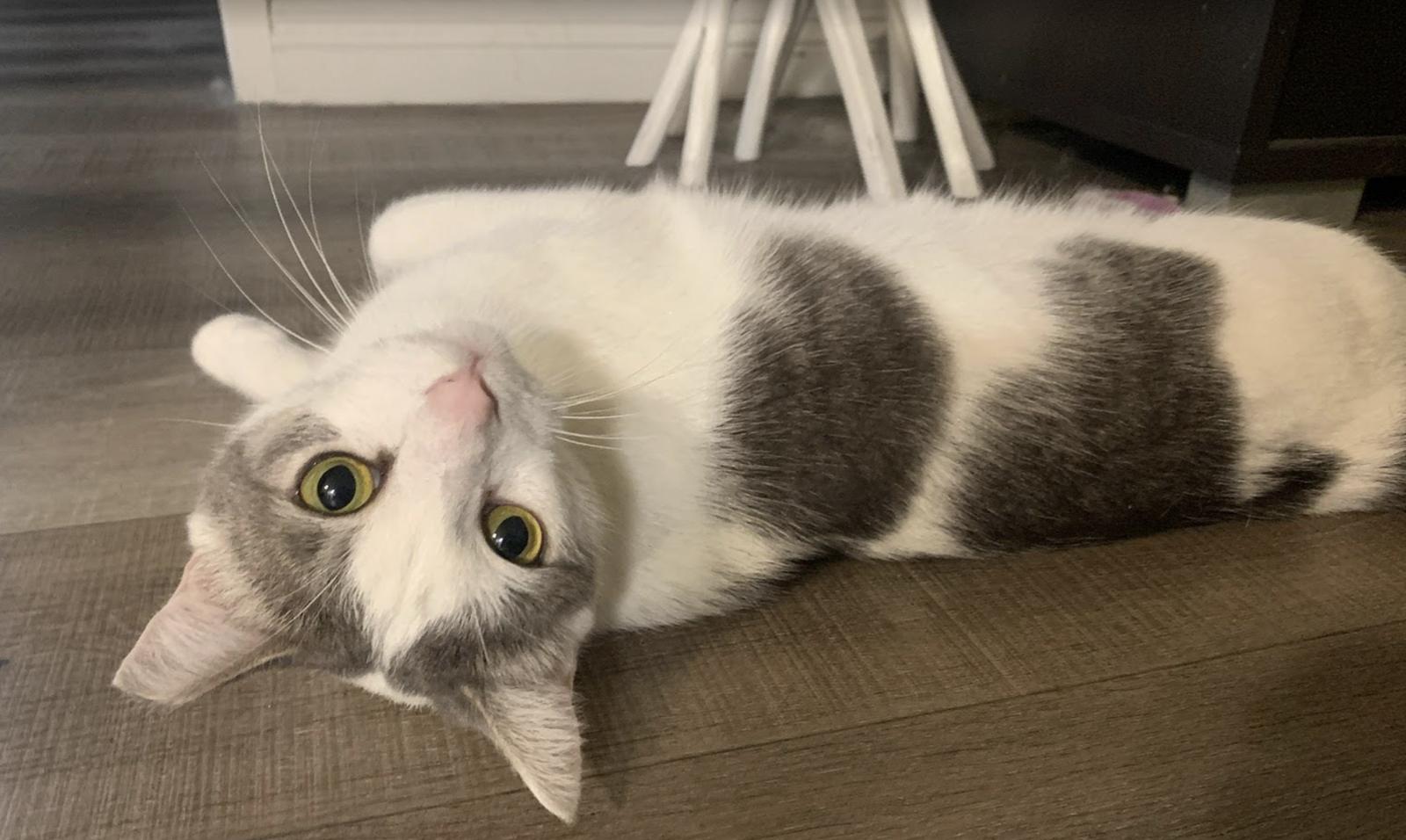 Enlarge Lady Jane Grey, a Adoptable Domestic Short Hair in Los Angeles, CA image 2/6