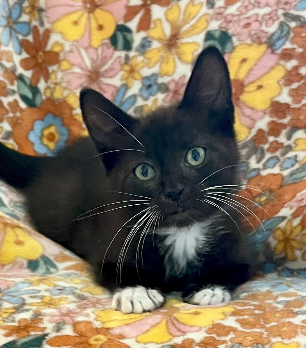 Sophie