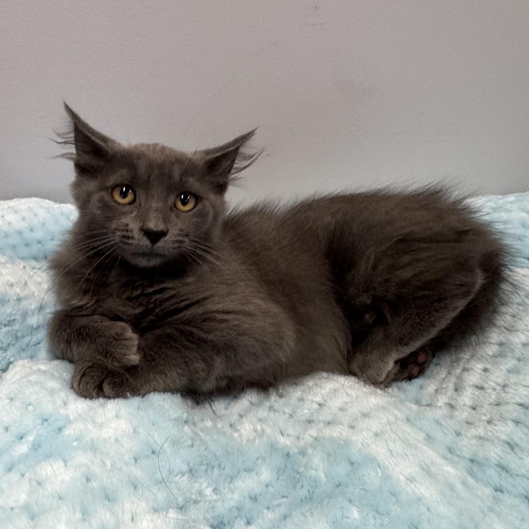 Enlarge Juliette, a Adoptable Domestic Medium Hair in East Northport, NY image 5/6