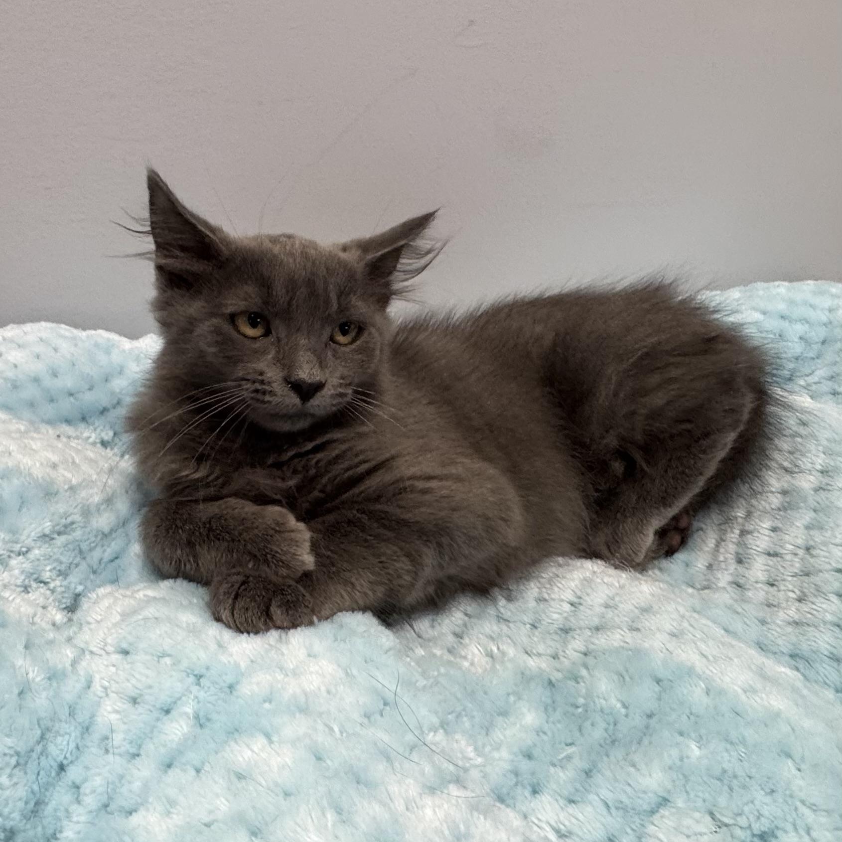 Enlarge Juliette, a Adoptable Domestic Medium Hair in East Northport, NY image 6/6