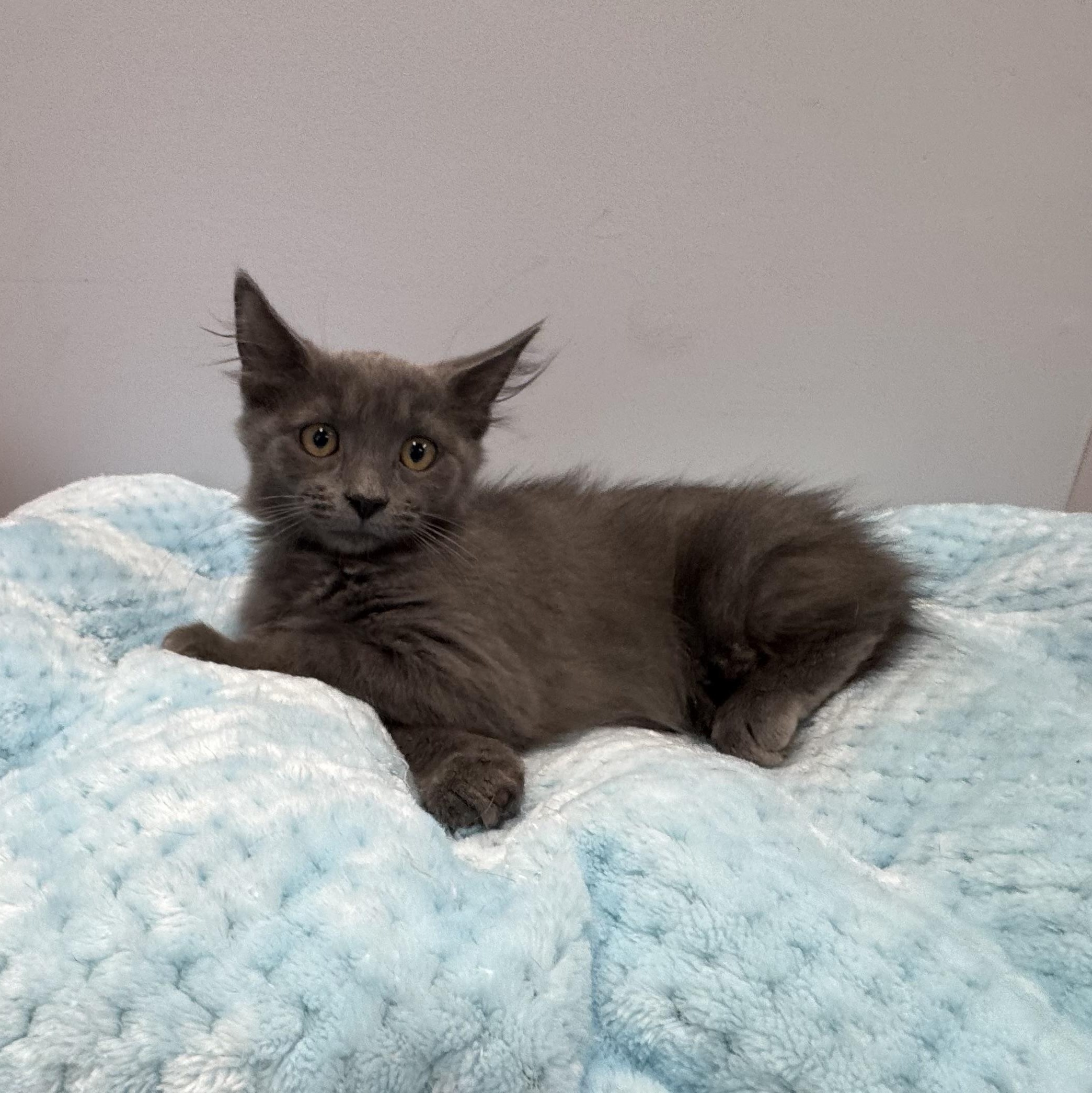 Enlarge Juliette, a Adoptable Domestic Medium Hair in East Northport, NY image 3/6