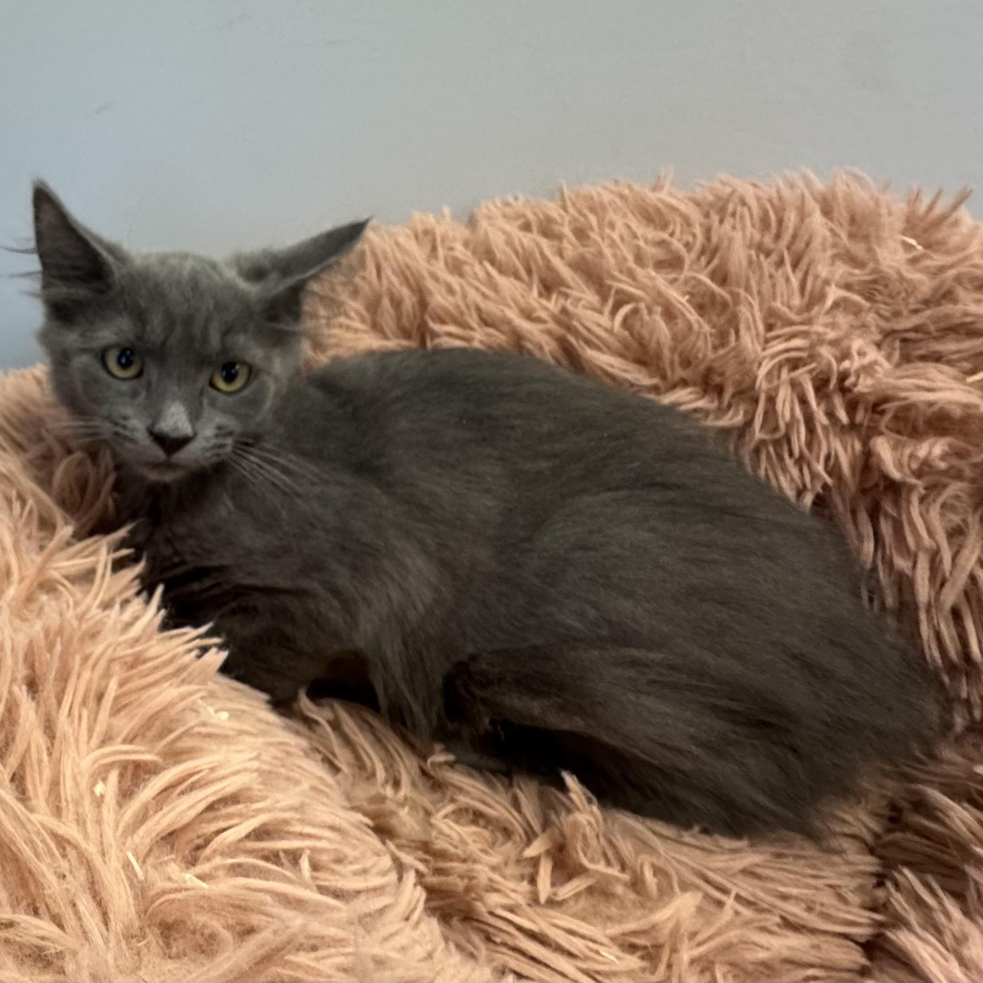 Enlarge Juliette, a Adoptable Domestic Medium Hair in East Northport, NY image 2/6