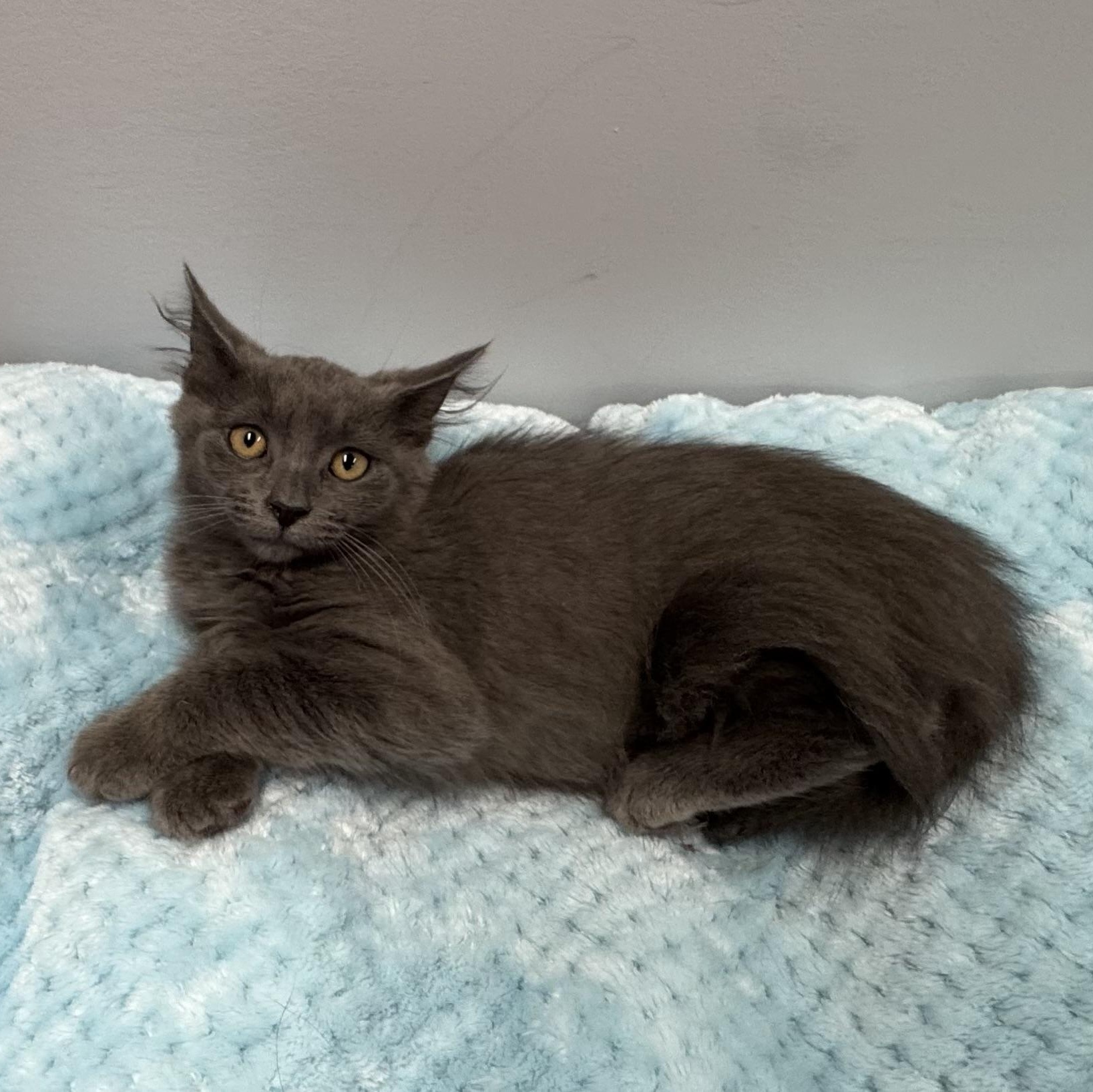 Enlarge Juliette, a Adoptable Domestic Medium Hair in East Northport, NY image 4/6