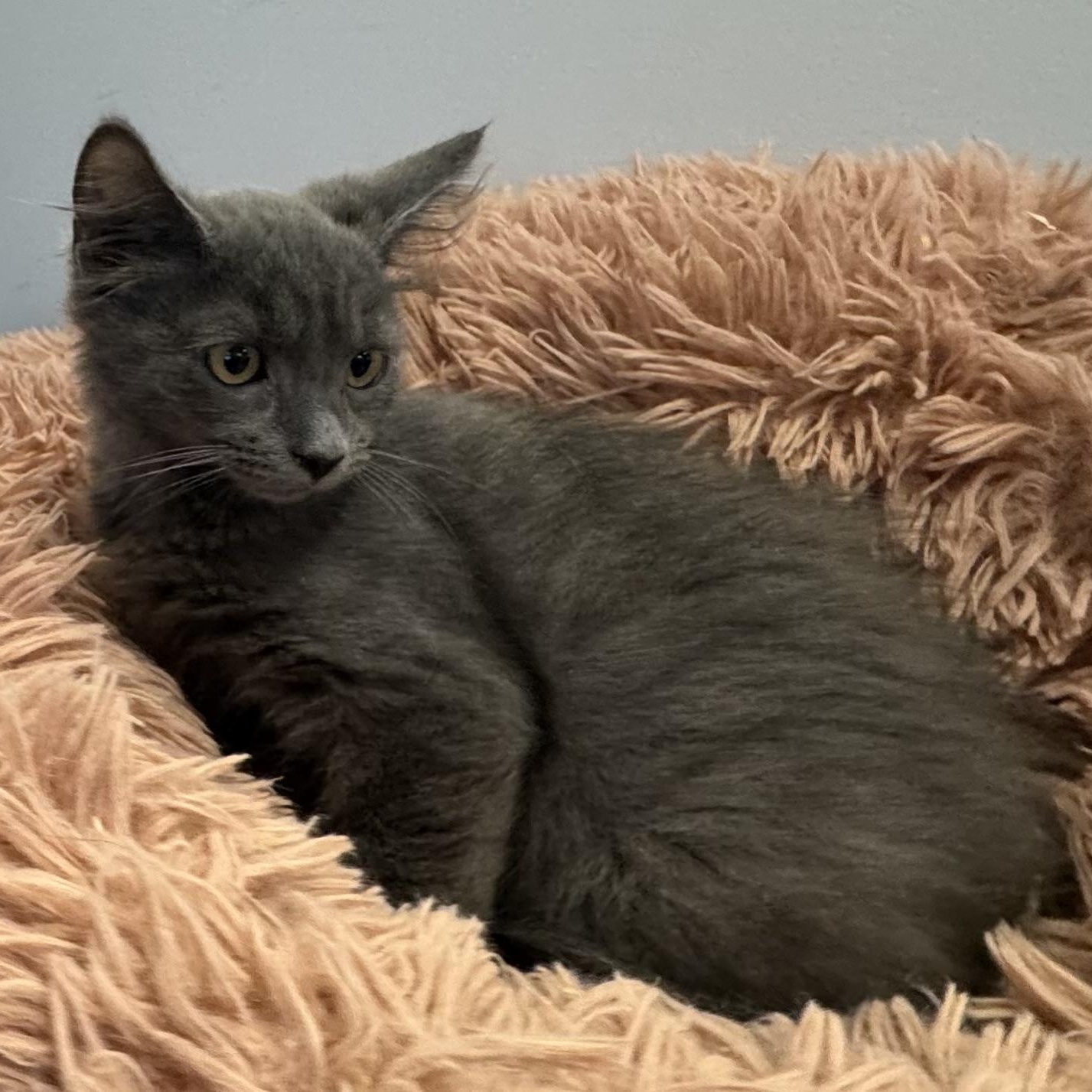Juliette, Adoptable, Kitten Female Domestic Medium Hair.