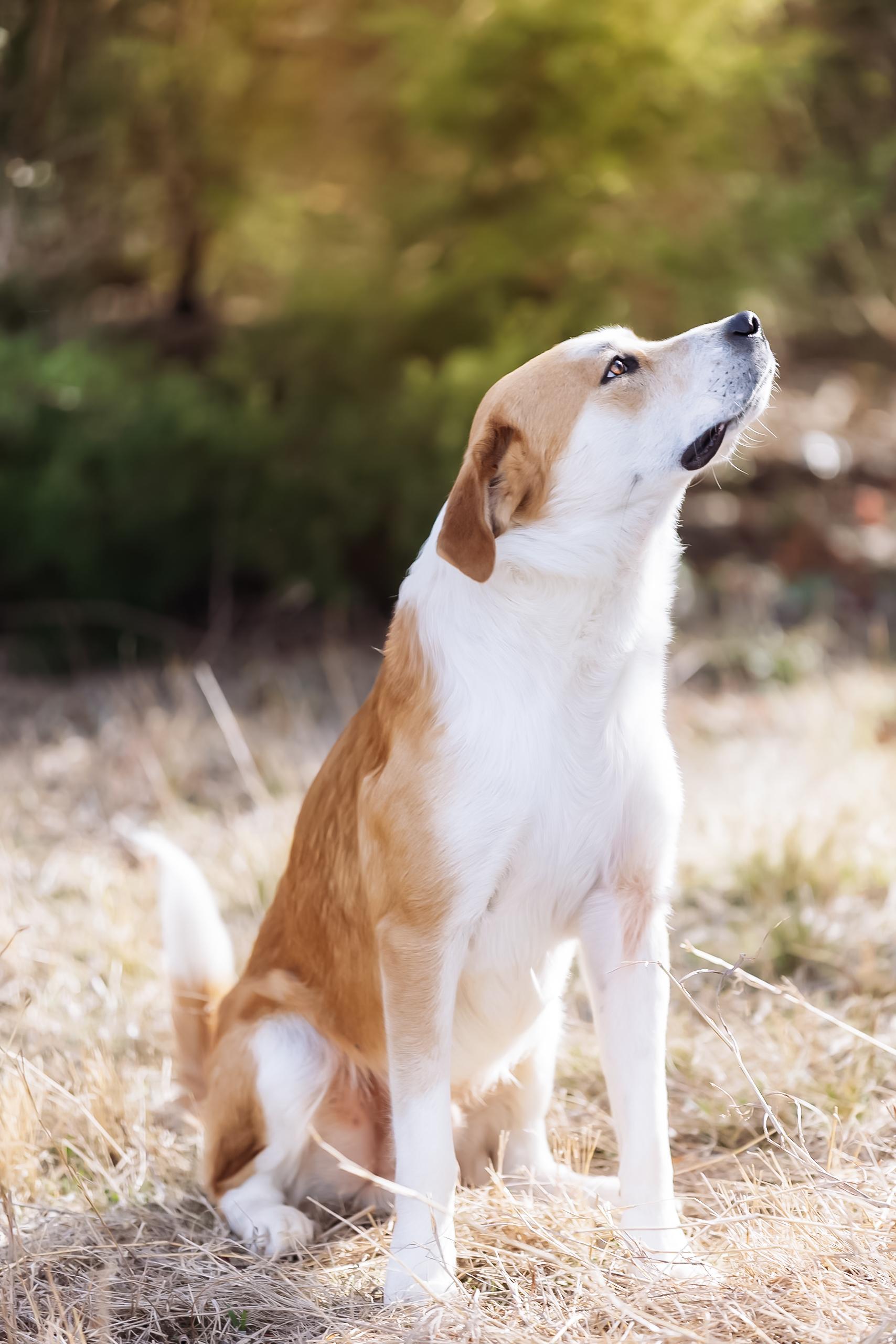 Enlarge Ripp, a Adoptable mixed breed in Dallas, TX image 6/6