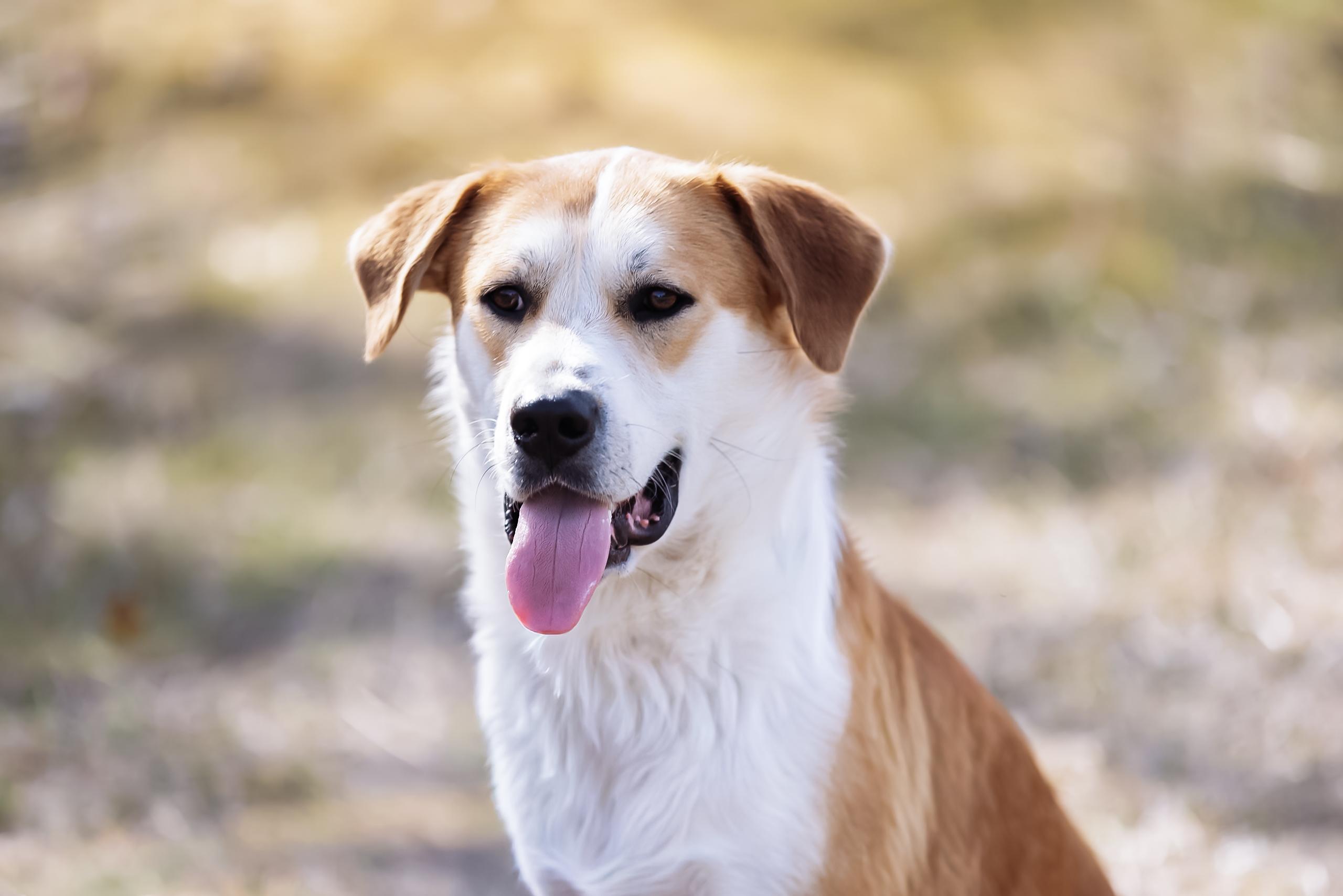 Enlarge Ripp, a Adoptable mixed breed in Dallas, TX image 2/6