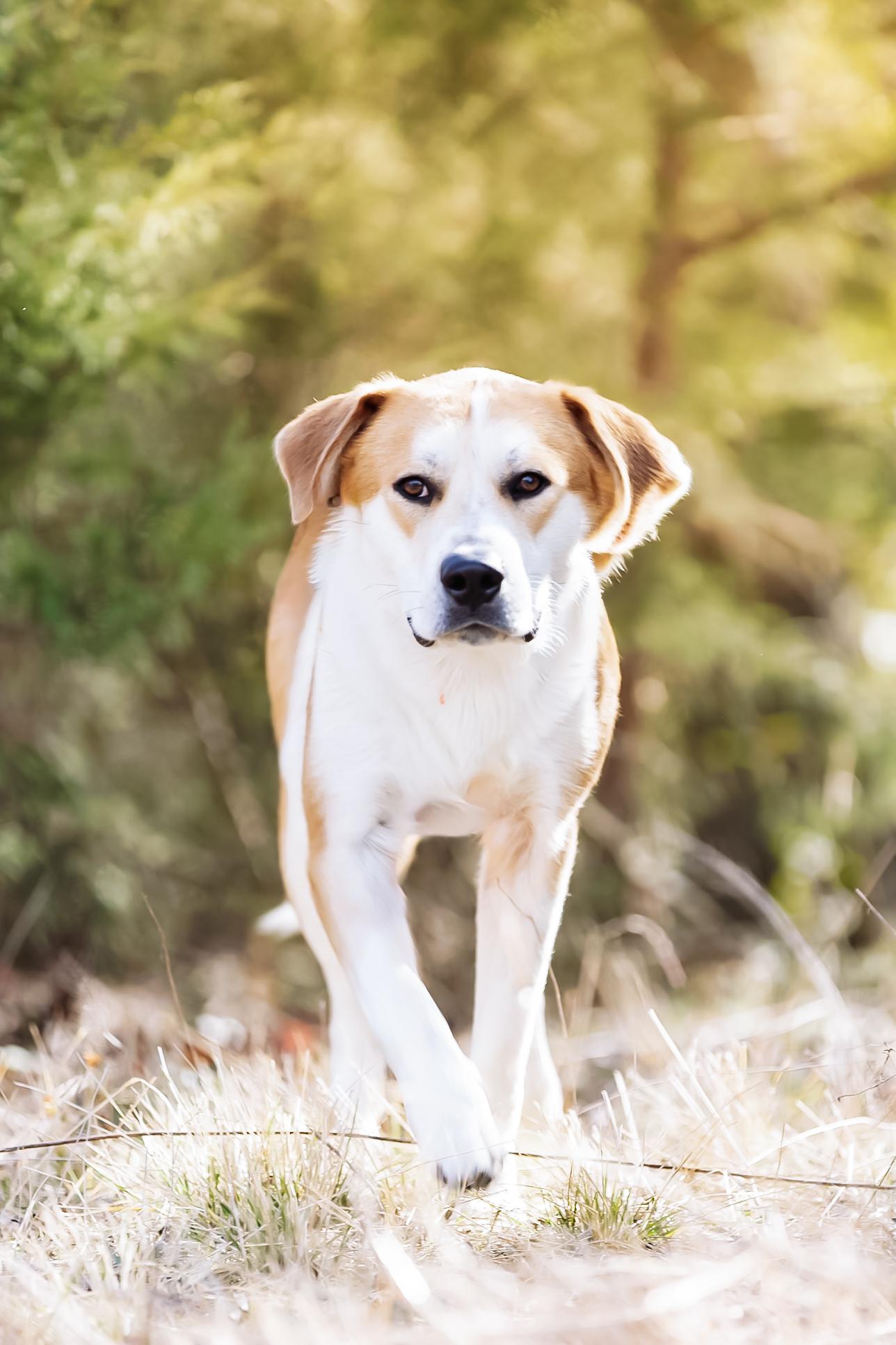 Enlarge Ripp, a Adoptable mixed breed in Dallas, TX image 3/6